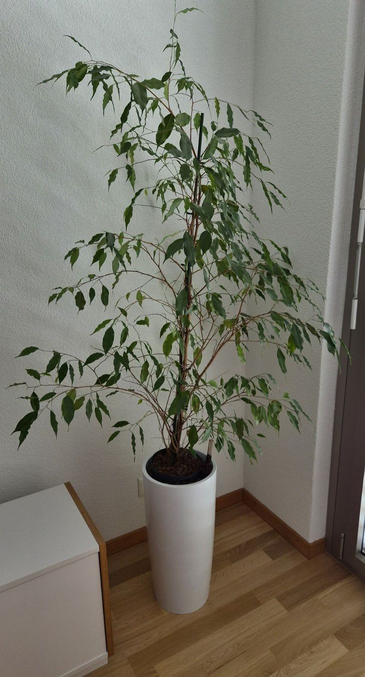 Piante & sementi: Benjaminus Ficus – Usato da Cham venduto da Andreas_JPF
