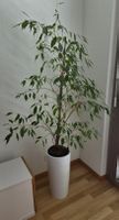 Benjaminus Ficus