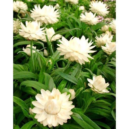 Piante & sementi: 300 Samen STROHBLUME CREAMY WHITE – Nuovo (secondo la descrizione) da Ehrendingen venduto da VerveinaSamen 1