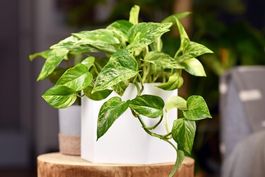 Efeutute - Epipremnum aureum - 11cm
