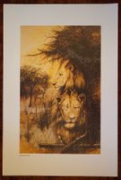 Kunstdruck / Print Bushveld Watch 1986 (Lion) by Rob Crombie