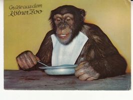 Köln Zoo, Jackie, ca. 1970