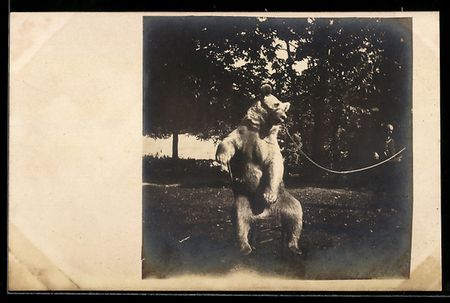 Dressierter Tanzbär an der Kette sitzt 