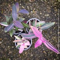 Tradescantia Pallida Purpurea Pink Variegata - Seltenheit