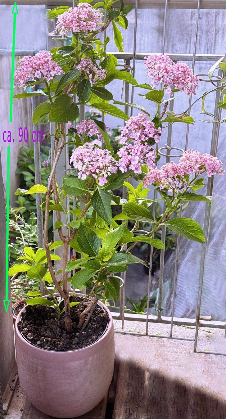 Piante & sementi: Flieder-Hortensie / Hydrangea macrophylla 'Ayesha` – Nuovo (secondo la descrizione) da Dübendorf venduto da Orchid18 2
