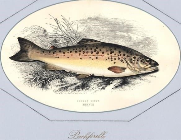 Gravures: Bachforelle altkolorierter Holzstich – D'occasion à Rafz par Helvet32 1