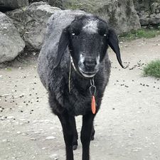 Profile image of Rinatin