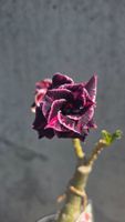 Wüstenrose / Adenium Obesum veredelte Pflanze