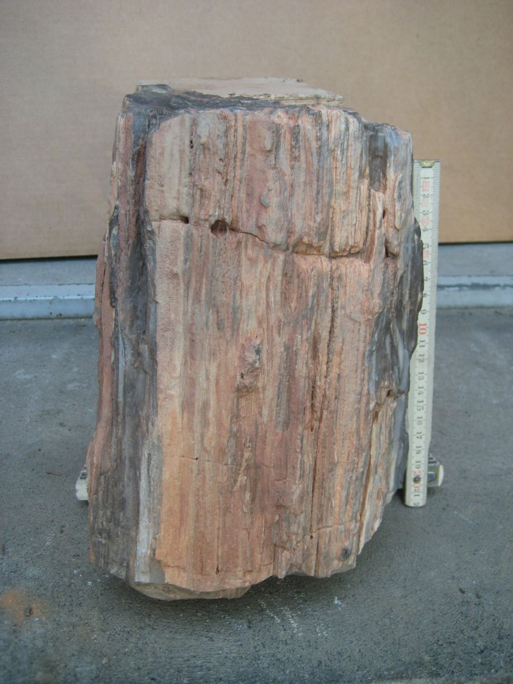 Fossiles: Versteinertes Holz – D'occasion à Gundetswil par Leviala2