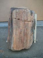 Versteinertes Holz