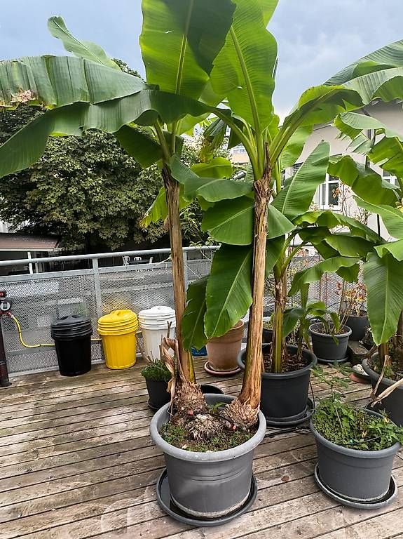 2 winterharte Bananen Pflanzen / Preis PRO Topf (Gebraucht) in Thun fr CHF  150  nur Abholung auf Ricardo kaufen