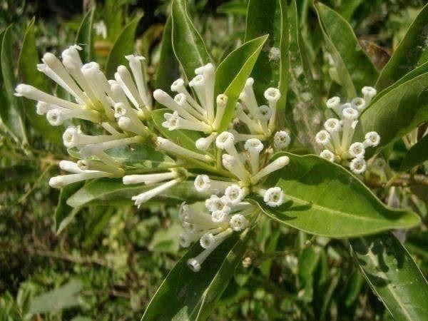 Piante & sementi: Galant de jour! Odeur de chocolat blanc – Nuovo (secondo la descrizione) da Bremblens venduto da FIBONACCI369 1