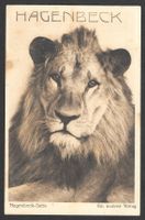 Hagenbeck Serie Ein wahrer König Löwe