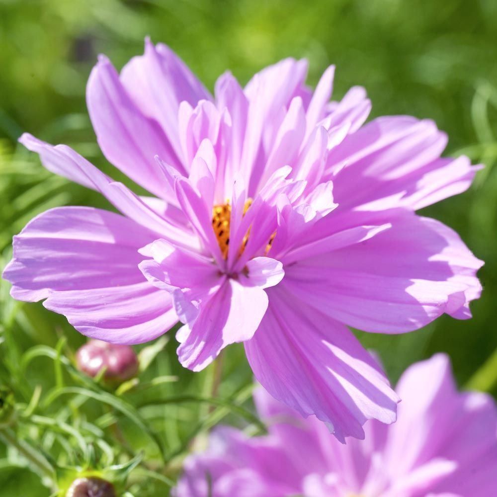 Piante & sementi: 50 Samen Cosmea FIZZY PINK – Usato da Ehrendingen venduto da VerveinaSamen 2