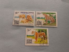 Guinea Bissau Wildkatzen