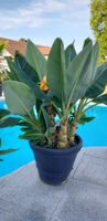 Musella Lasiocarpa Golden Lotus Banane1 mit Topf 🌴