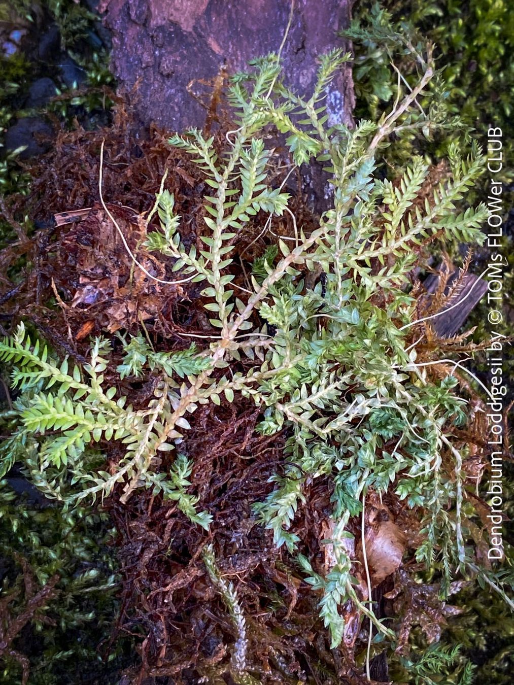 Piante & sementi: Dendrobium Loddigesii - bezaubernde Miniatur Orchidee – Nuovo e nell'imballaggio originale da Adliswil venduto da TAKEYOURPLANT 3
