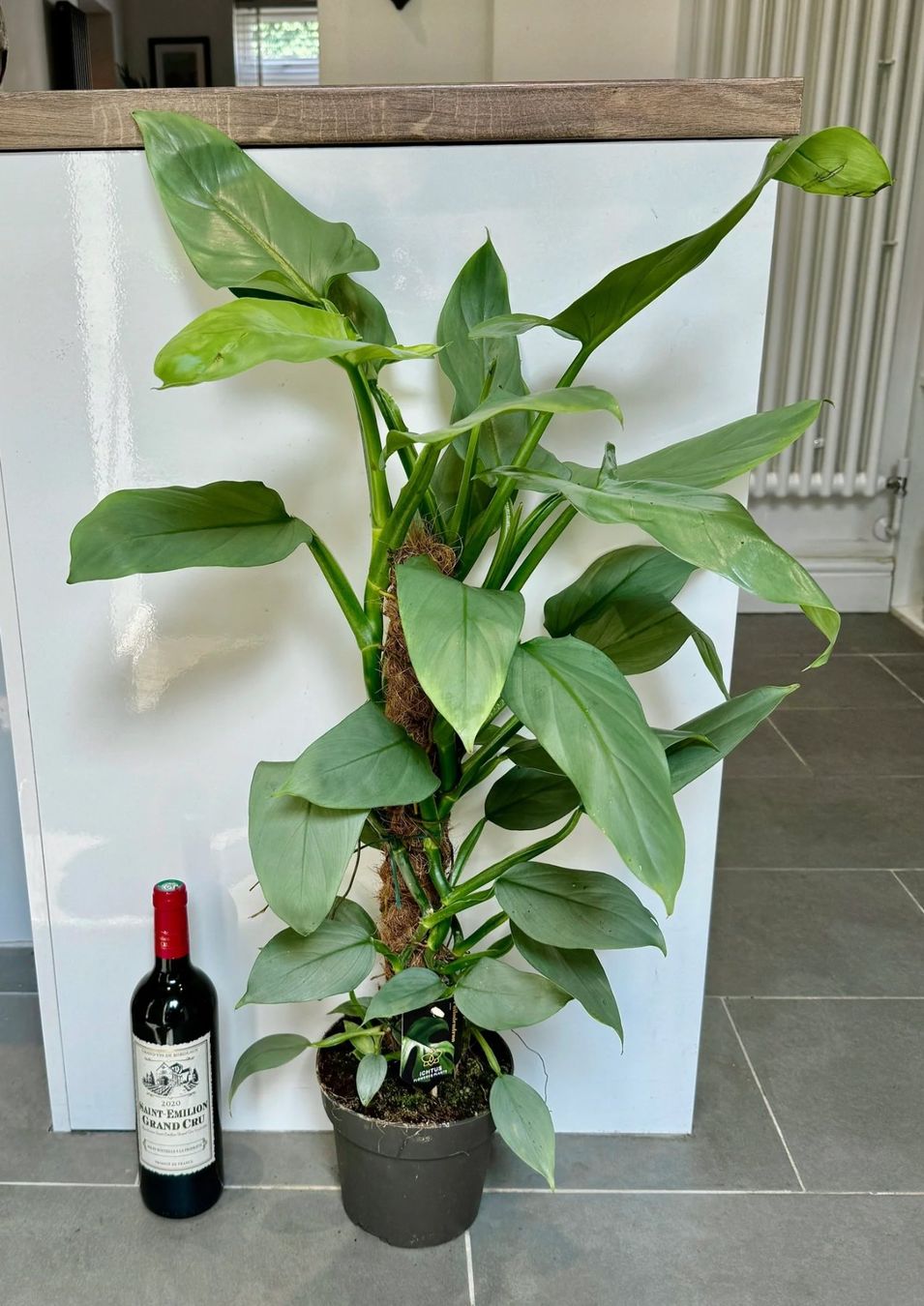 Piante & sementi: Sonderangebot! Philodendron Hastatum Silver Sword – Usato da Winterthur venduto da Aniger 6