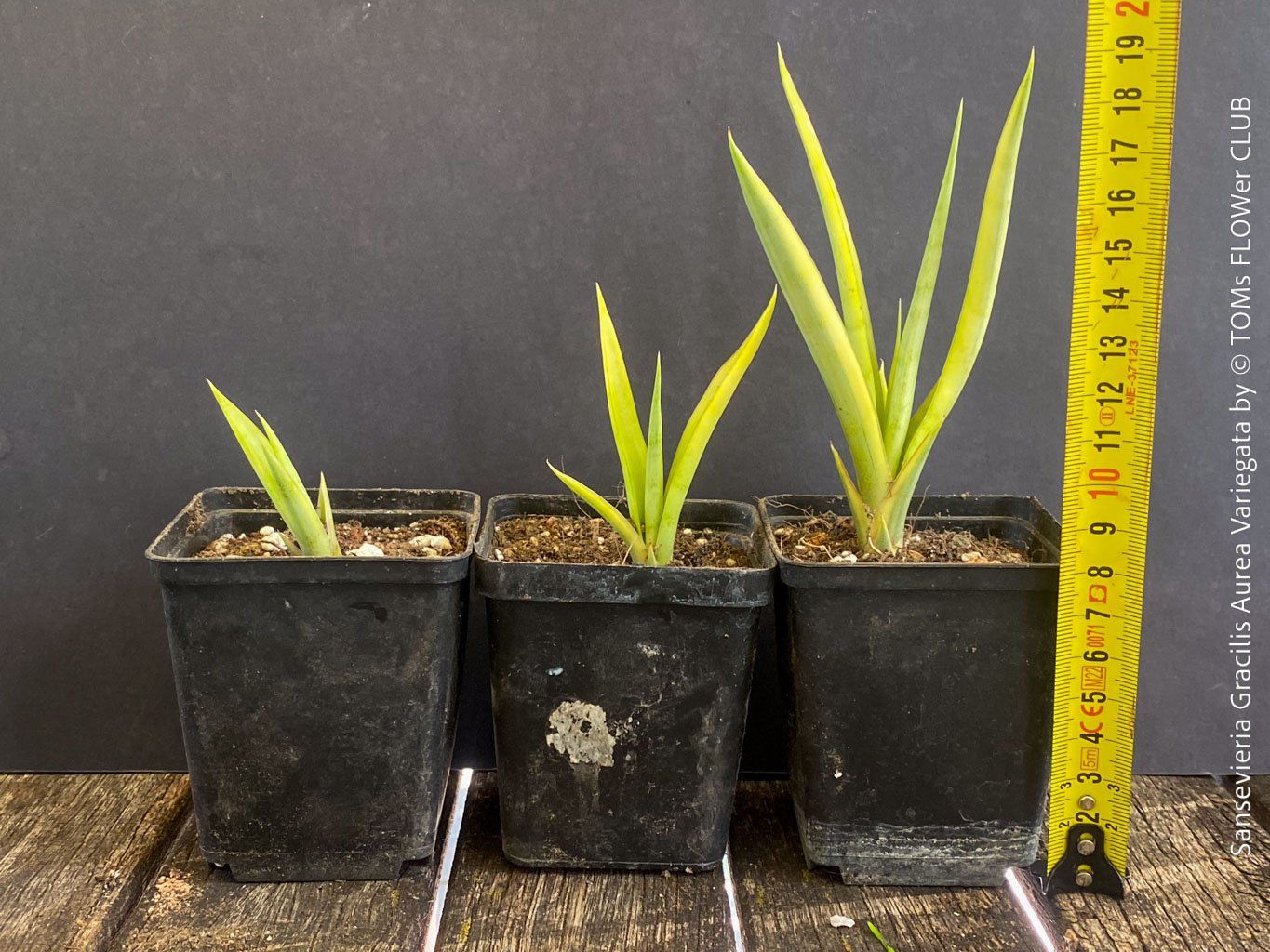 Piante & sementi: Sansevieria Gracilis Aurea Variegata - einzigartig goldig – Nuovo e nell'imballaggio originale da Adliswil venduto da asTOMas963 1