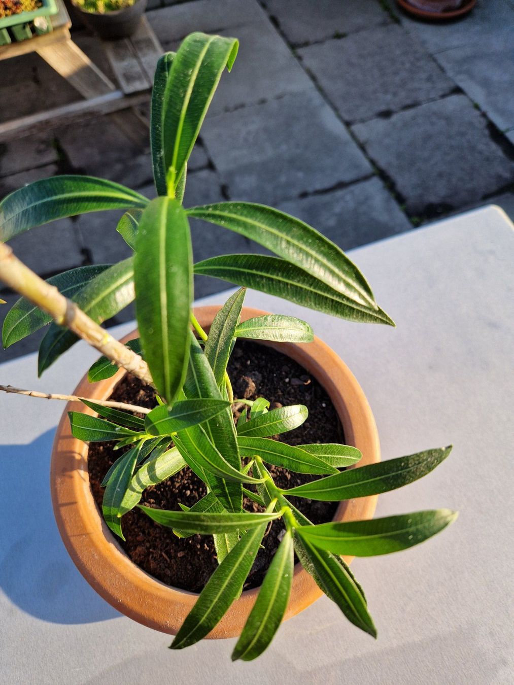 Piante & sementi: Oleander dunkelrosa blühend, Terrassenpflanze – Usato da Münchenbuchsee venduto da Aare22 2