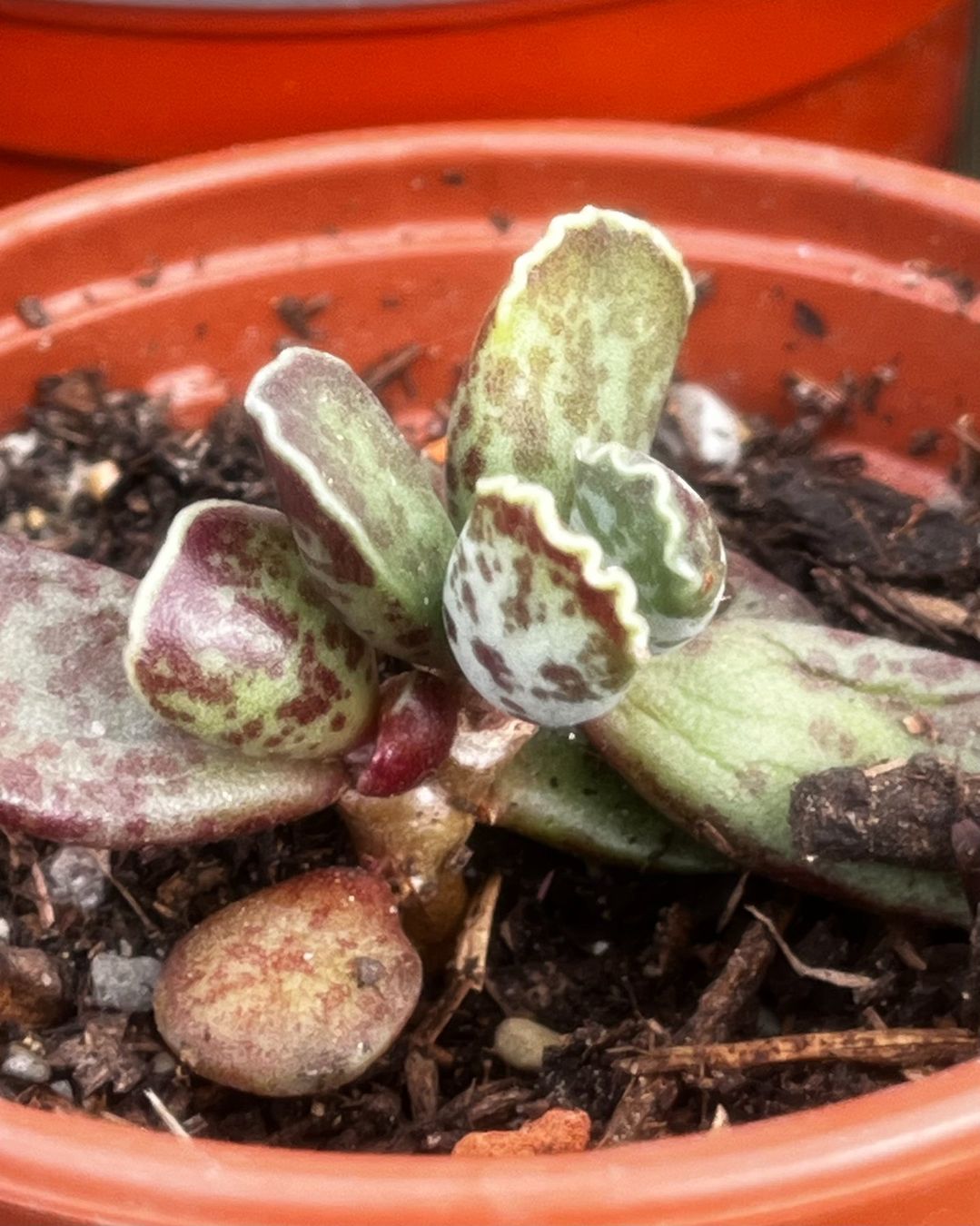 Pflanzen & Samen: Adromischus cooperi – Neu (gemäss Beschreibung) aus Vinelz von Wellensittich55 2
