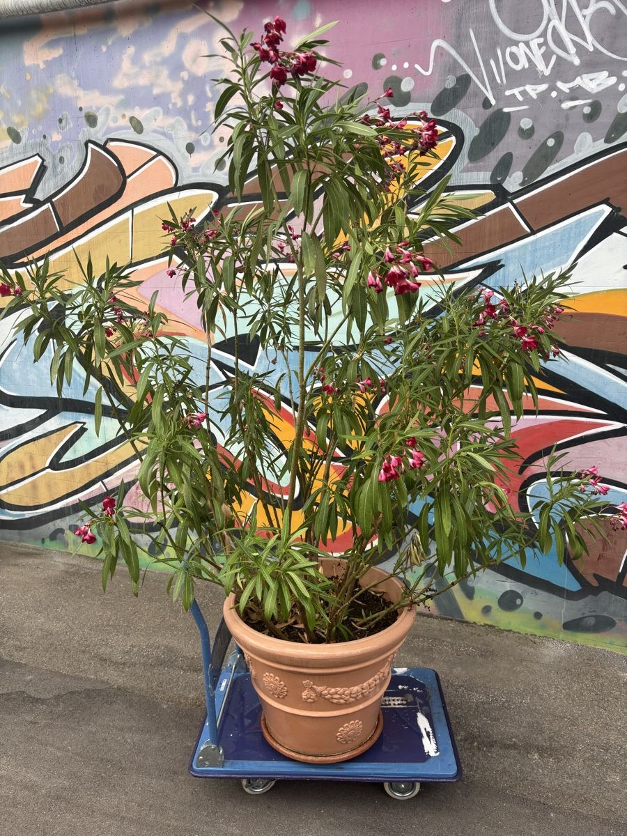 Pflanzen & Samen: Grosser Oleander – Gebraucht aus Birsfelden von ThierryBasel