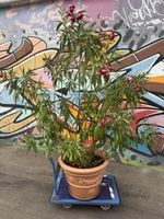 Grosser Oleander