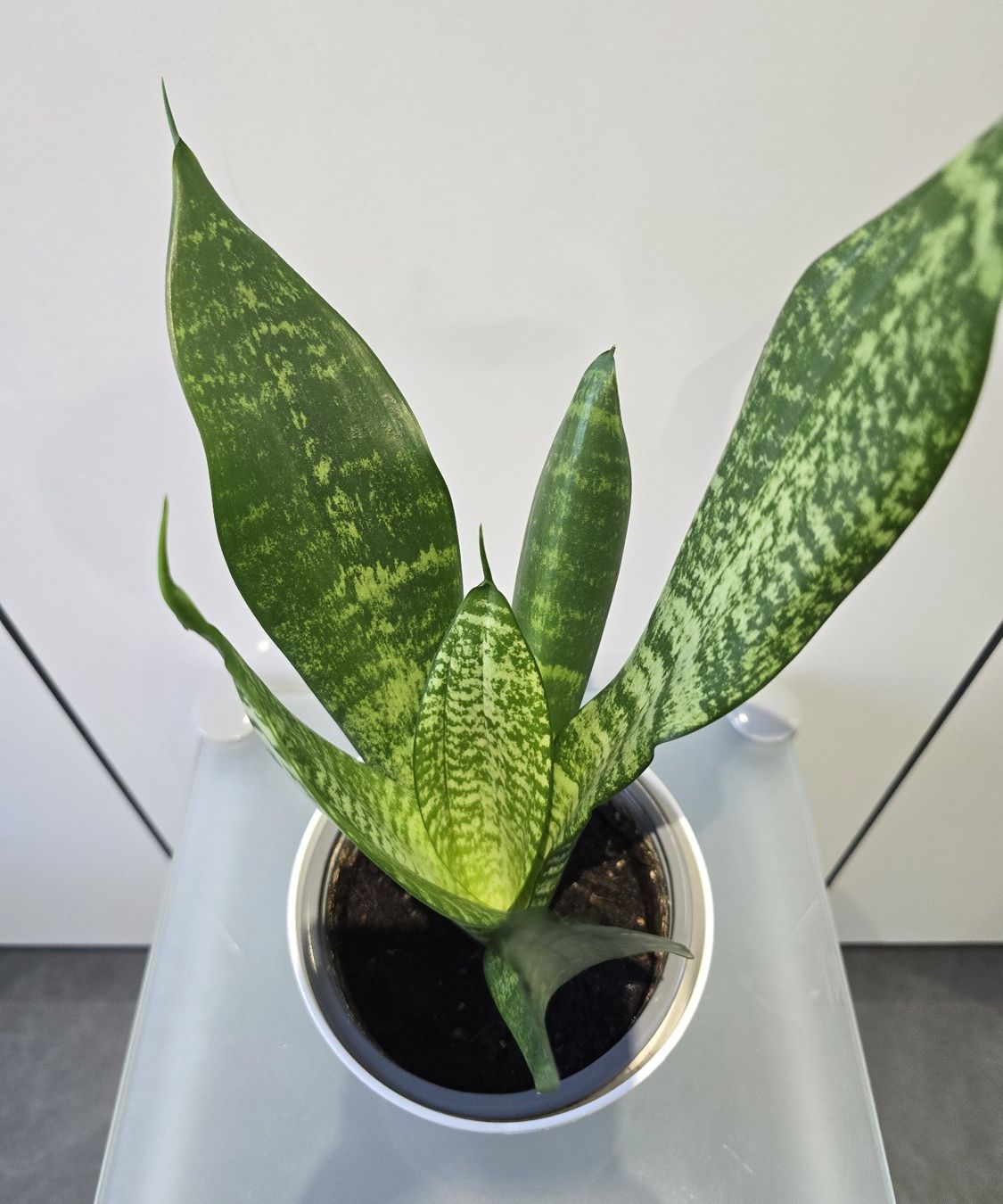Pflanzen & Samen: Pflanze Sansevieria / Bogenhanf 39 cm – Gebraucht aus Oetwil an der Limmat von dhantal 2