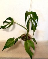 Monstera Burle Marx Flame
