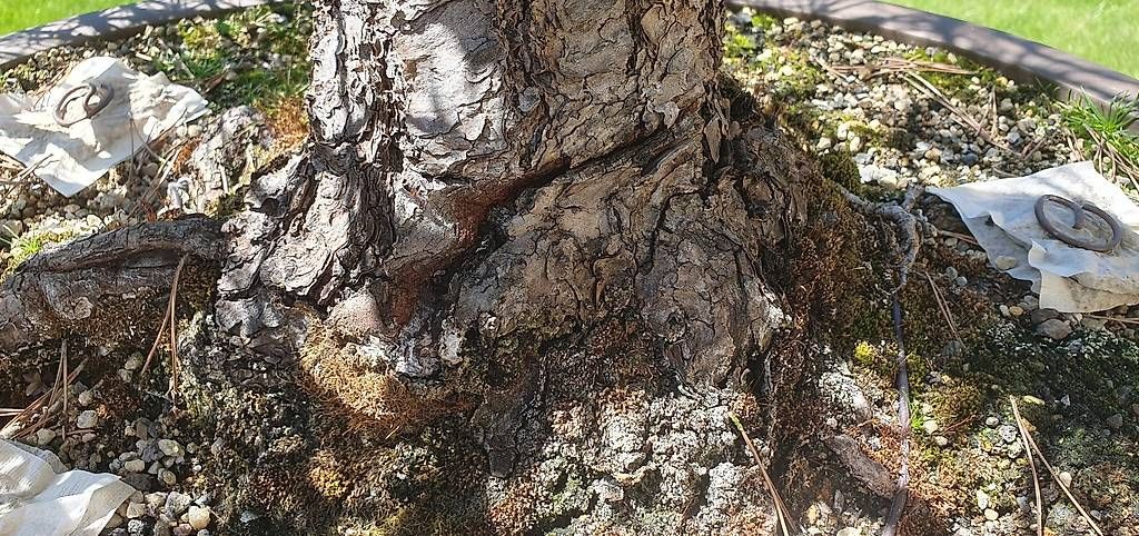 Piante & sementi: Solitär-Bonsai Schwarzkiefer – Usato da Niederwil venduto da Scwa5 3