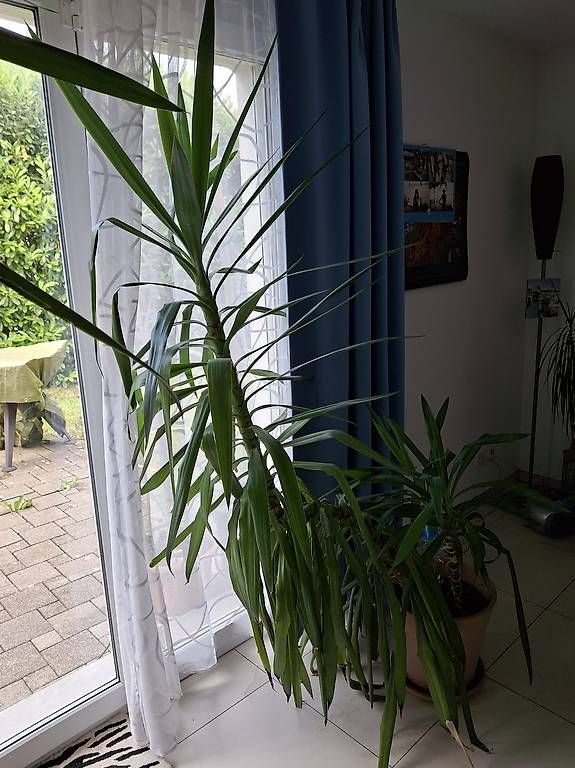 Piante & sementi: Yucca-Pflanzen im Tontopf  – Usato da Altnau venduto da Brumm