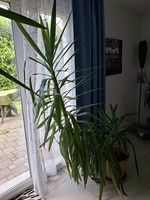 Yucca-Pflanzen im Tontopf 