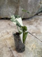 🪴 Alocasia Melo Albo