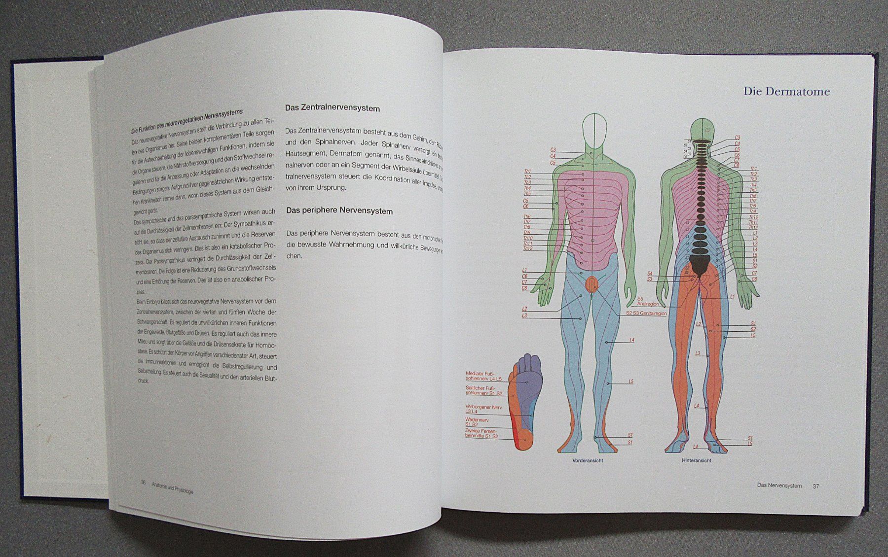 Bücher: Reflexzonentherapie total - von Martine Faure-Anderson – Gebraucht aus Auenstein von Padabimbim 4