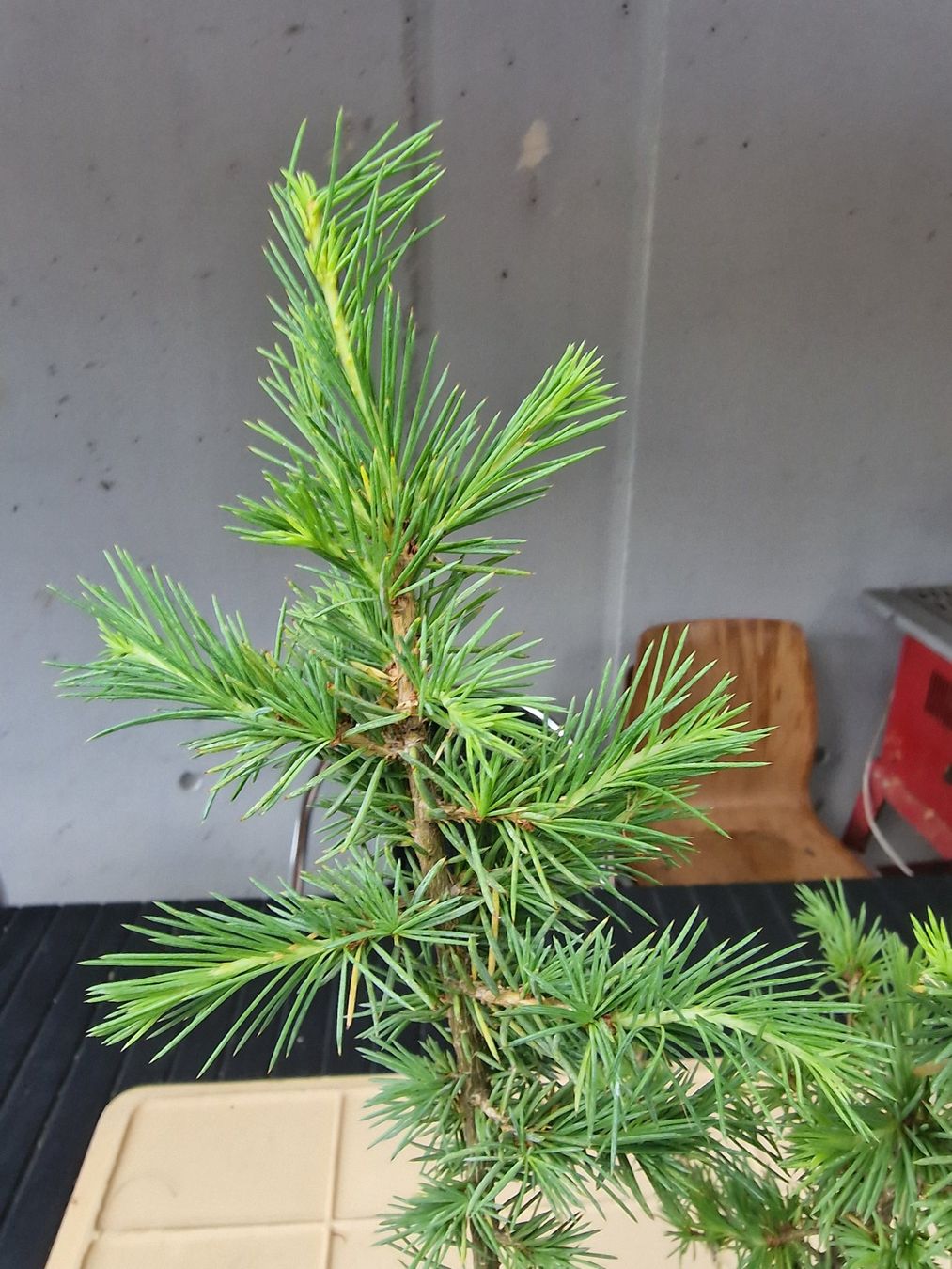 Piante & sementi: Cedrus l. atlantica - Atlaszeder – Usato da Uerkheim venduto da Justi.y 3