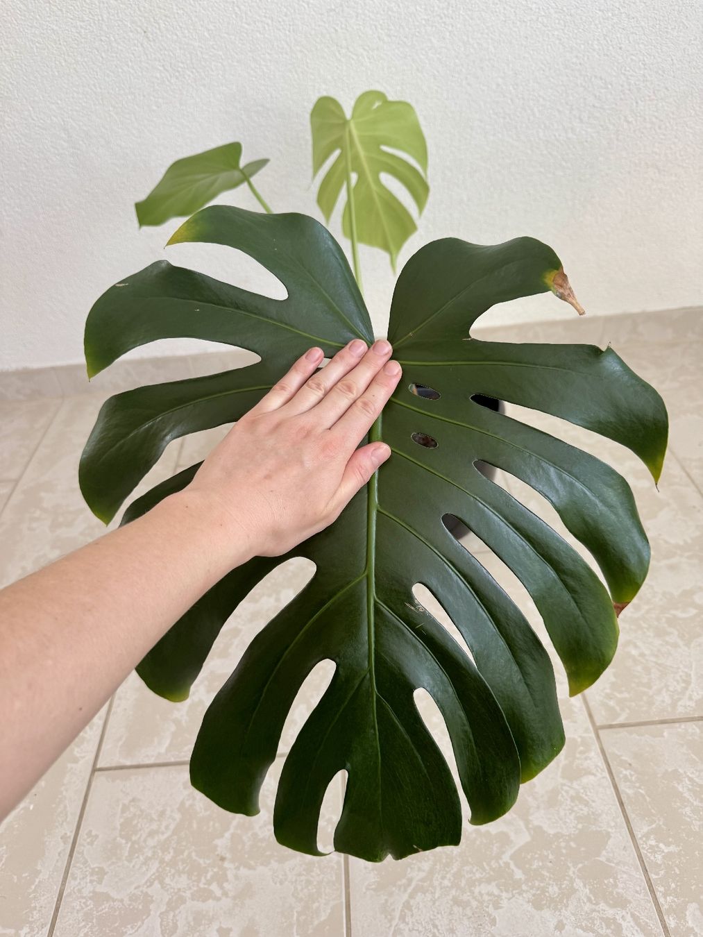 Piante & sementi: Monstera Deliciosa – Nuovo (secondo la descrizione) da Bülach venduto da Bloom_Witch 1