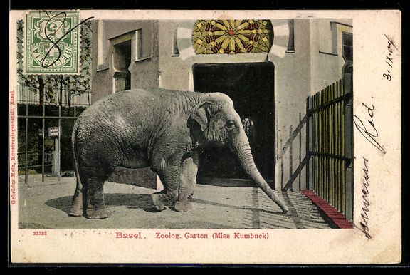 Ansichtskarten: Basel, Zoologischer Garten, Elefantendam – Gebraucht aus Berlin von bartko-reher