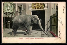 Basel, Zoologischer Garten, Elefantendam