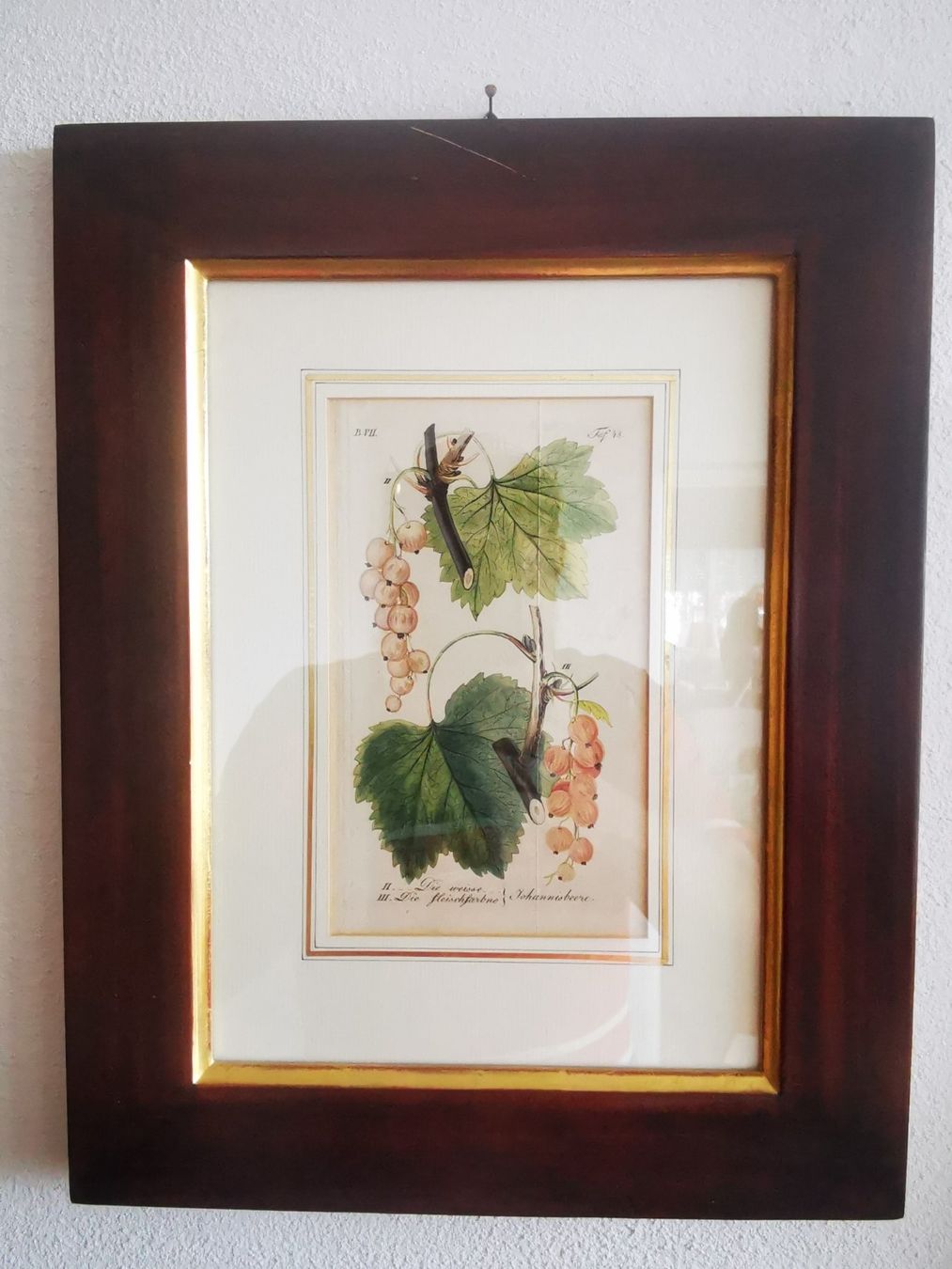 Cornici: Kupferstich, ca. 1816-29, "Weisse Johannisbeere" – Usato da Dübendorf venduto da aschiduebendorf 3