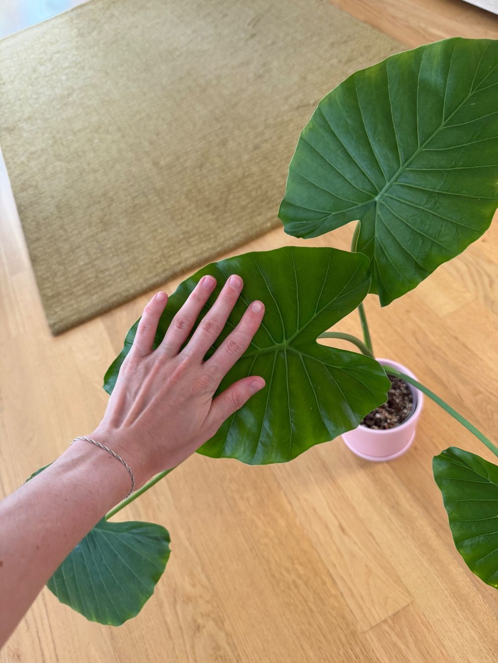 Piante & sementi: Alocasia Gageana – Usato da Goldau venduto da pflanzly 1
