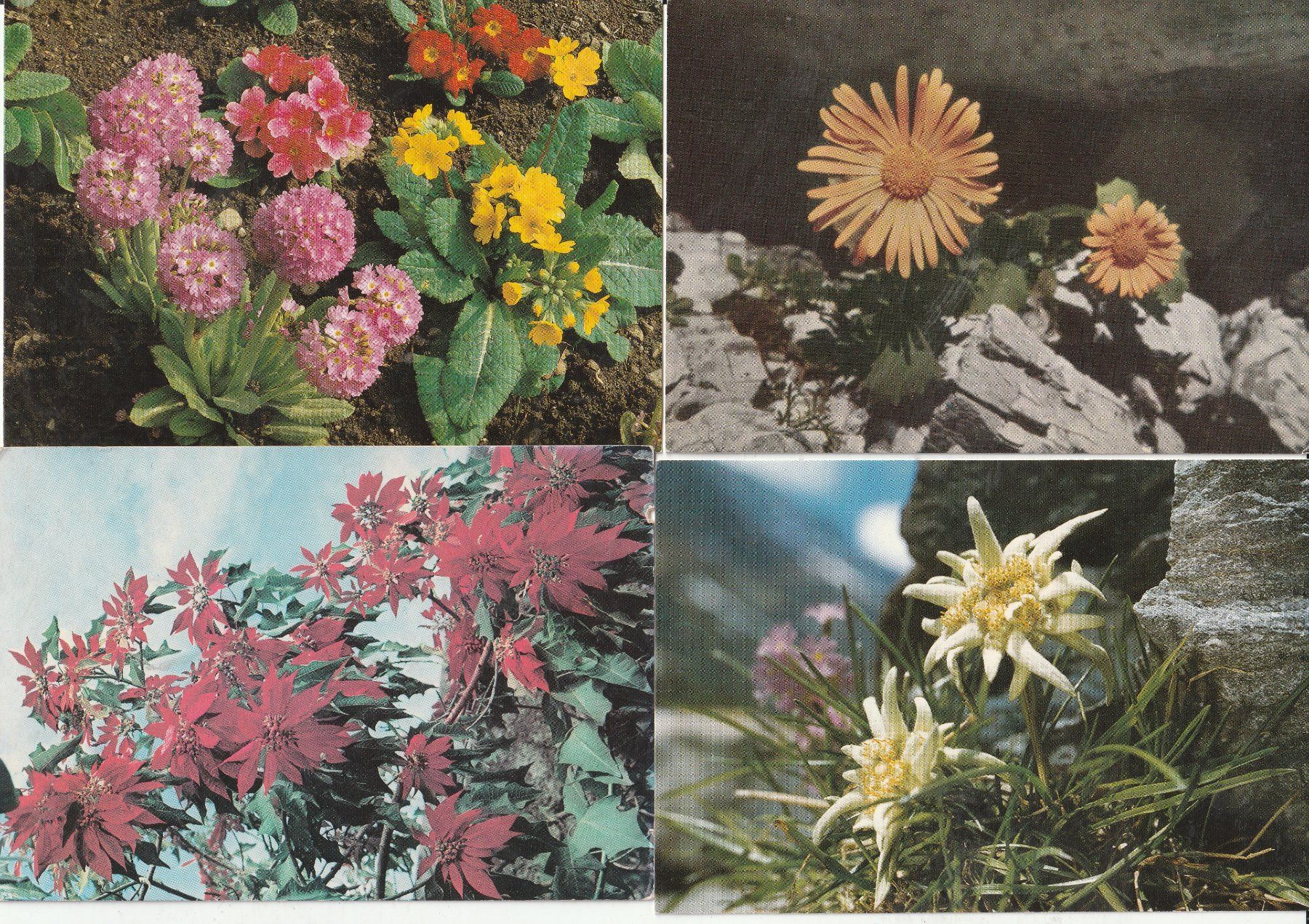 Cartes postales: 32  Blumenkarten – D'occasion à Lumbrein par made02 6