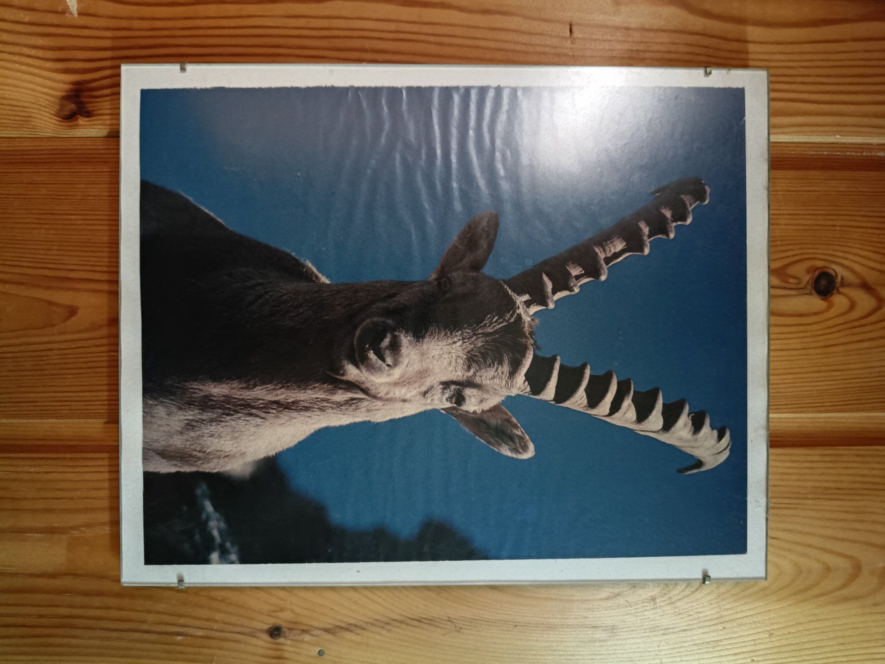 Posters & Illustrations: Wandbild Steinbock Fotografie – D'occasion à Rickenbach BL par gab_lkc9