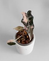 Alocasia Nobilis Pink Variegata