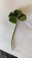 Trèfle à 4 feuilles 🍀, haute-montagne 🌿🤞 7777 Chance 🍀 