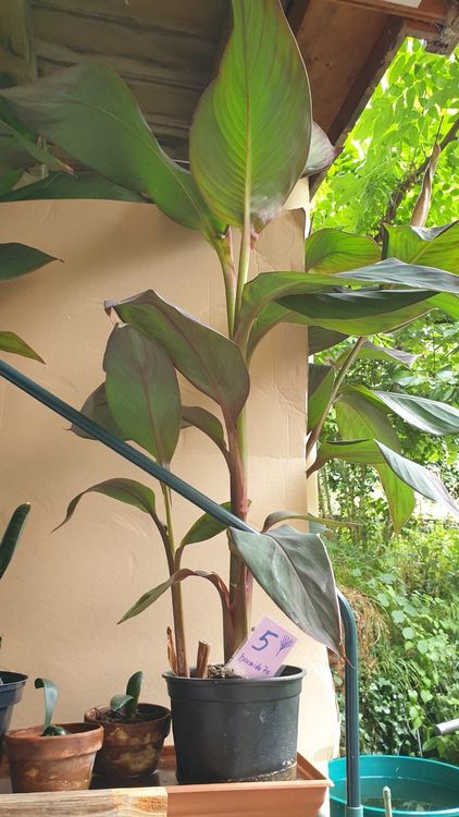 Grosse, kräftige Canna Musa 5 Pflanze, ca. 120cm blühend rot Kaufen