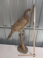 Präparat Fasan stehend auf Sockel