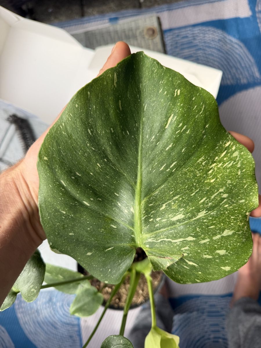 Piante & sementi: Monstera Spezielle Thai Constellation Mutation – Nuovo (secondo la descrizione) da Steinhausen venduto da WeberPlants 1