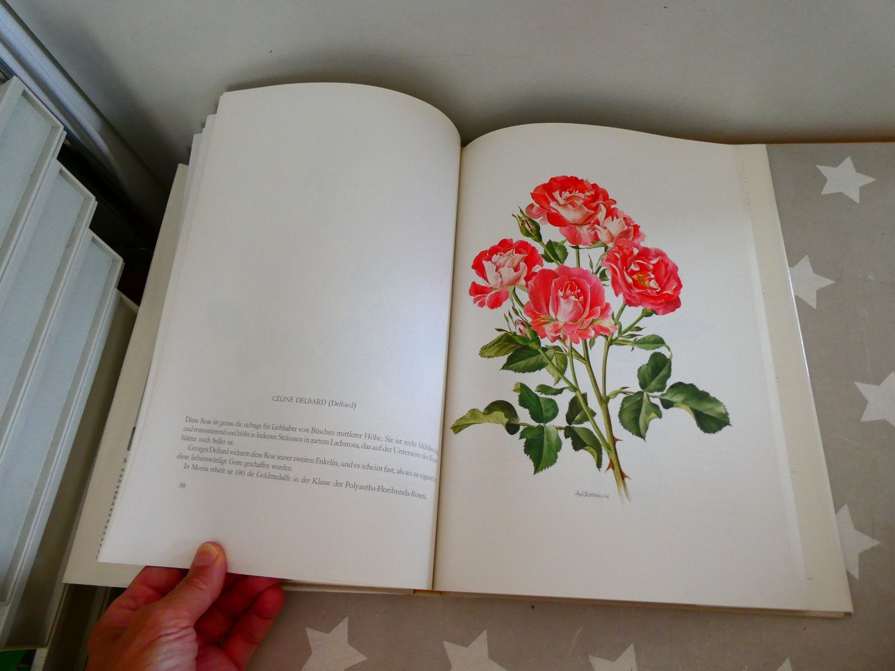 Libri: Buch: Alte Rosen - neue Rosen – Usato da Rafz venduto da Powacaddy 3