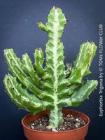Euphorbia Trigona - skulpturale Designpflanze - TOP robust