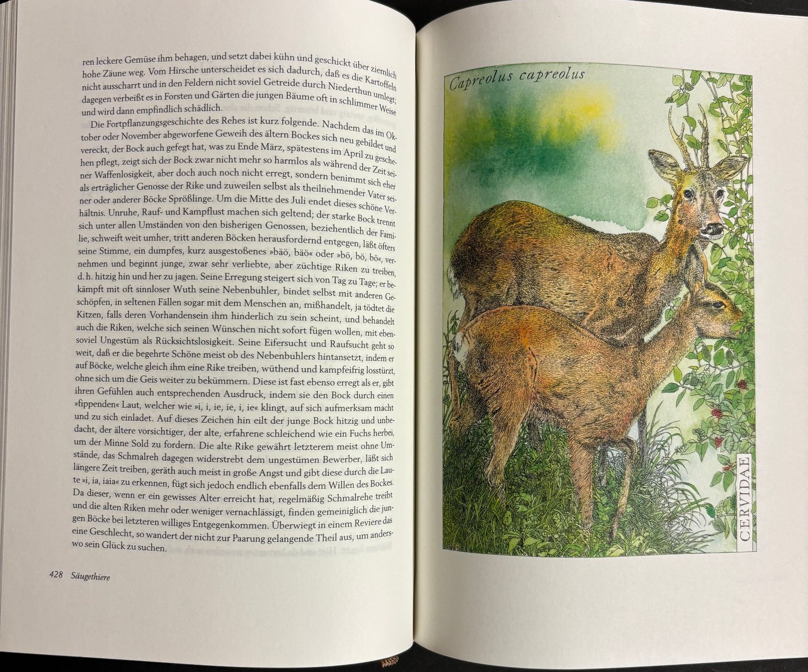 Libri: Brehm Alfred E., Brehms Tierleben - Die schönsten Tiergeschi – Usato da Sarnen venduto da Livres 9